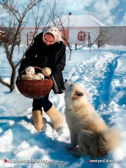 Наши щенки самоеда в корзинке