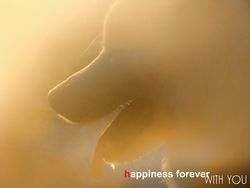 Happiness forever whith you