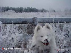У самоеда всегда отличное настроение при виде снега